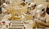 Protecting forests and building a green future: $15 bln in exports and transformation to deep processing